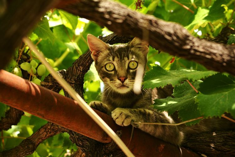 Portrait of cat on branch