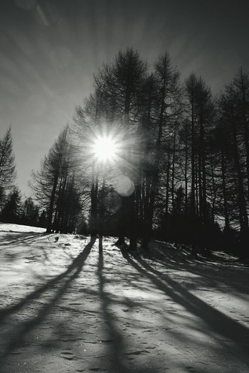 Road passing through forest