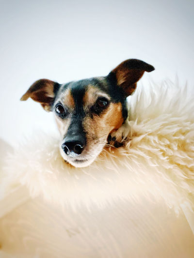 Portrait of dog against white background