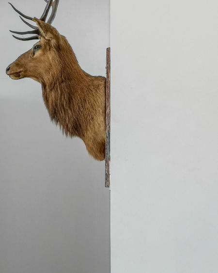 Side view of deer against wall