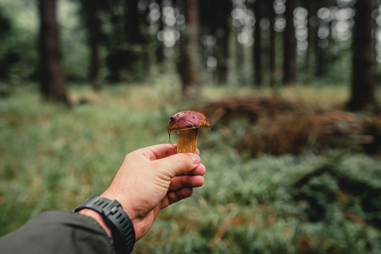 Person holding mushroom growing in forest