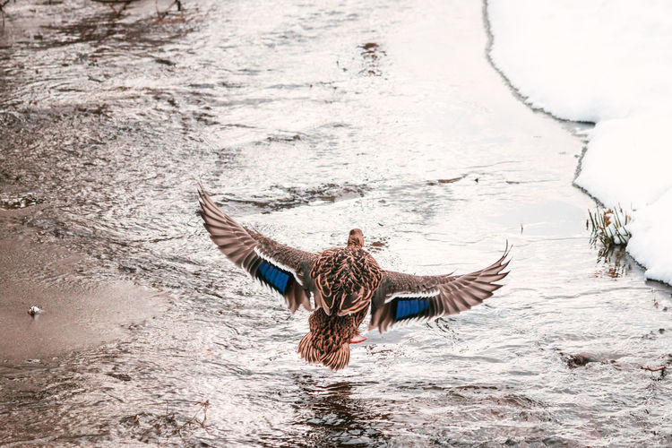 Flying female wild mallart duck, nature background.
