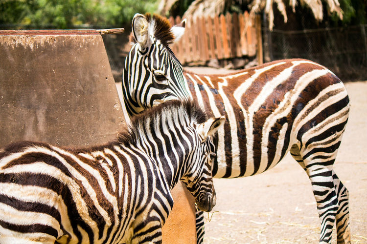 Zebra in a zoo