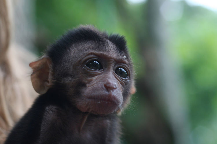Close-up of young monkey