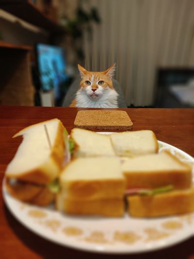 Close-up of sandwich on table with cat in background