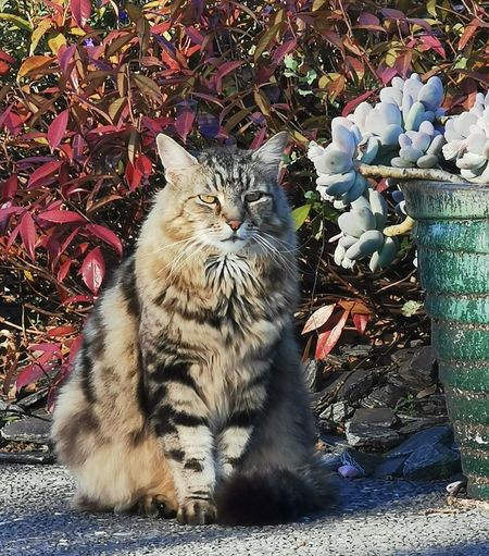Portrait of cat looking away outdoors