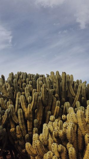 Close-up of cactus plants on land against sky