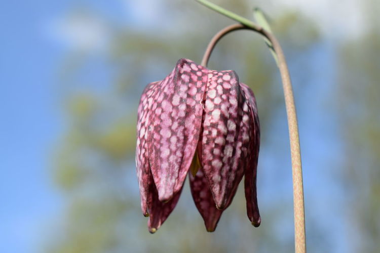 Close-up of pink flower bud