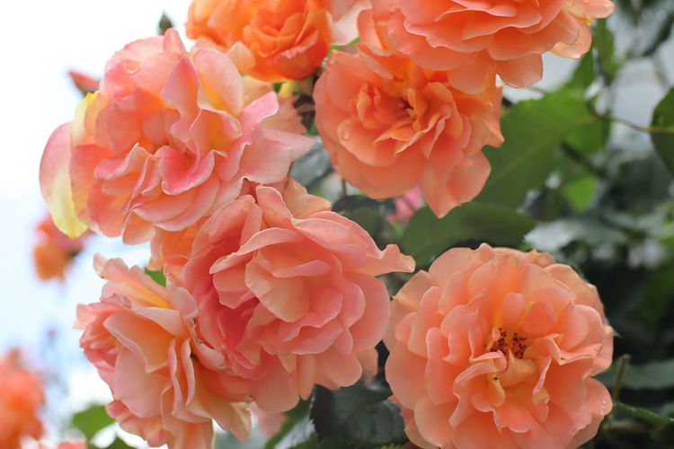 Close-up of pink flowering plants