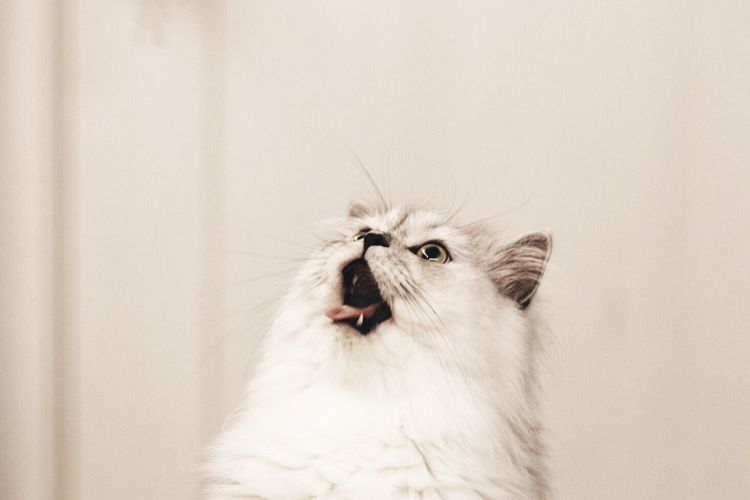 Close-up portrait of cat