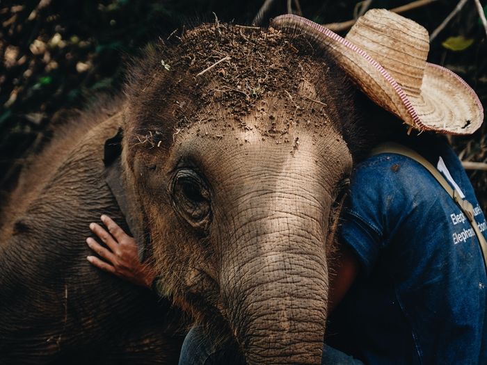 Close-up of peron hugging elephant