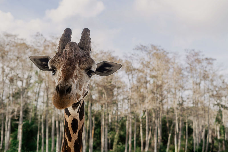 Portrait of giraffe against sky