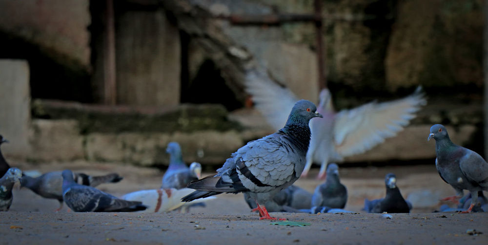 Flock of pigeons perching
