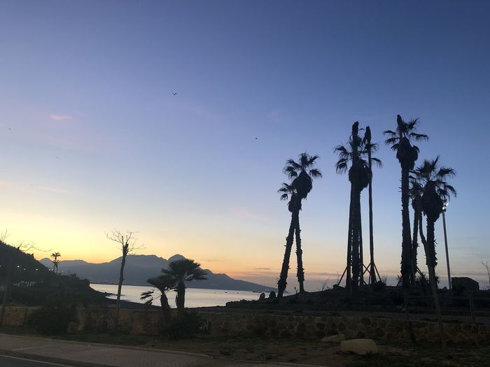 Silhouette palm trees on field against sky during sunset