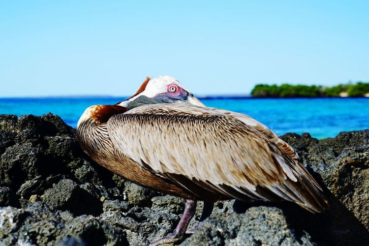 Close-up of pelican perching by sea against clear sky