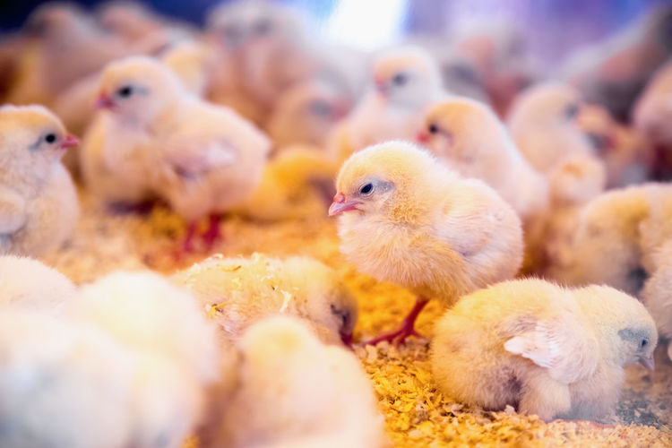 Close-up of baby chickens