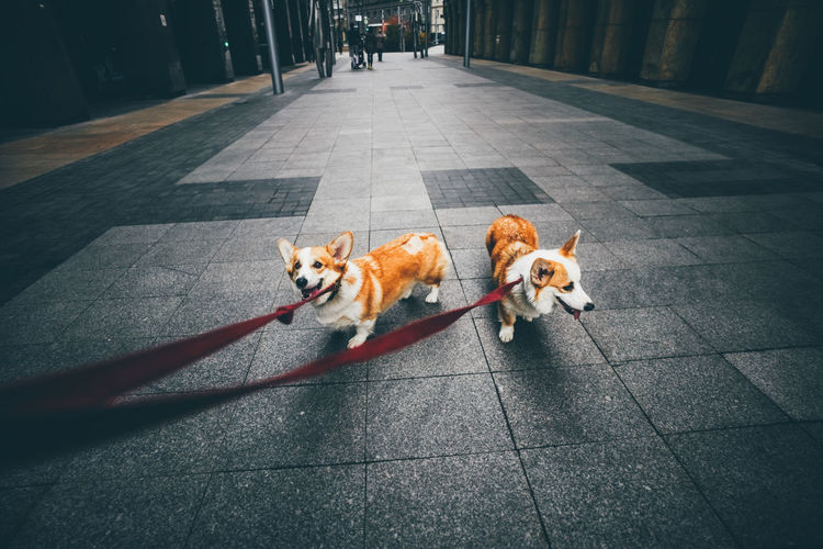 Two corgi dog walking at the street.