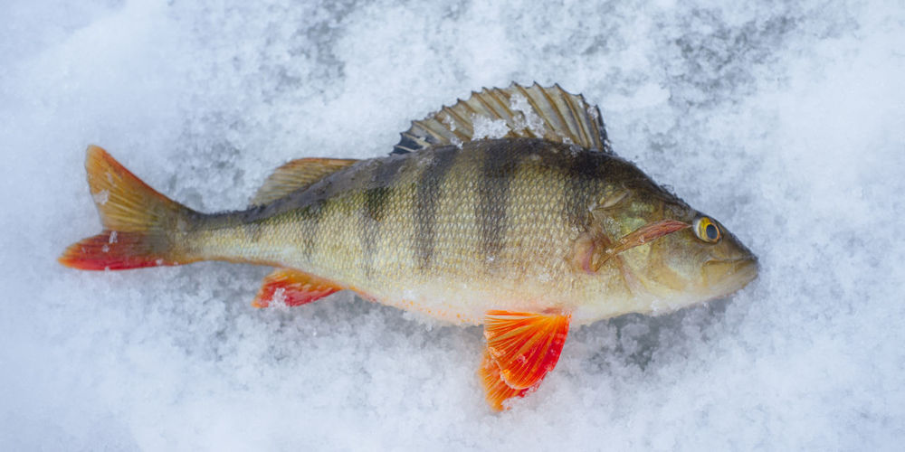 View of fish in snow