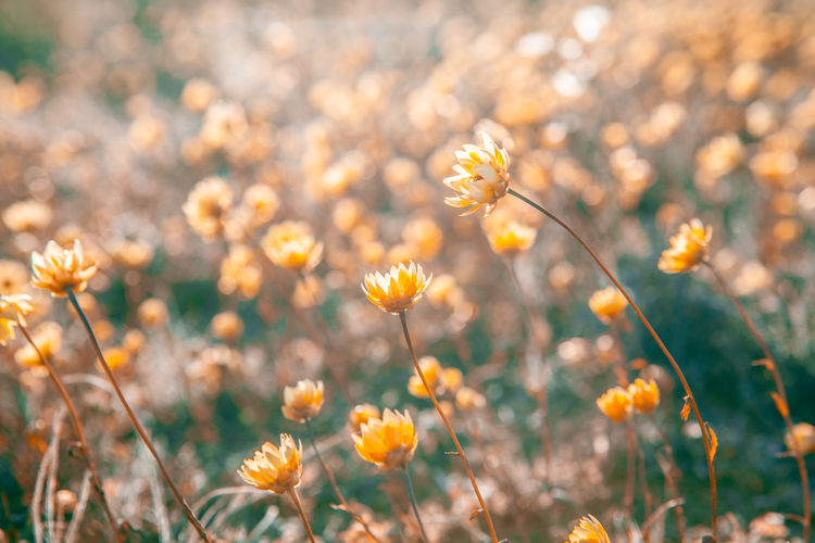 Desert field flowers at sunrise with shallow focus