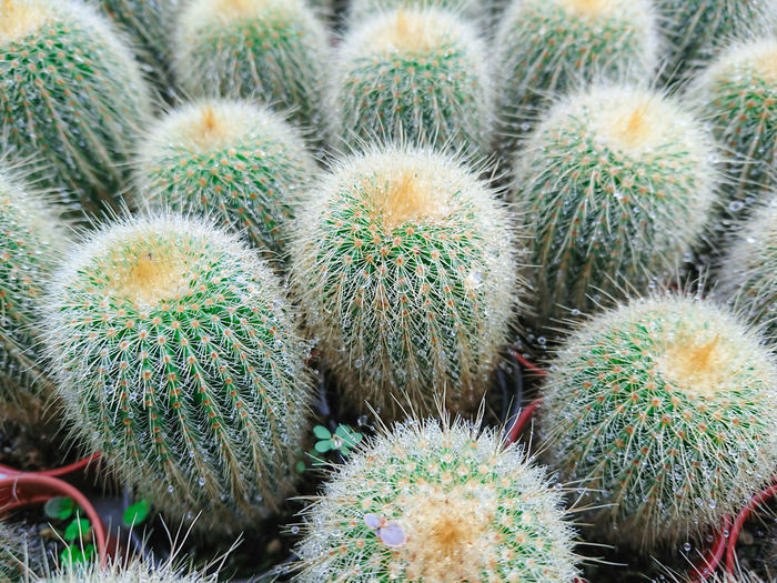 Full frame shot of cactus