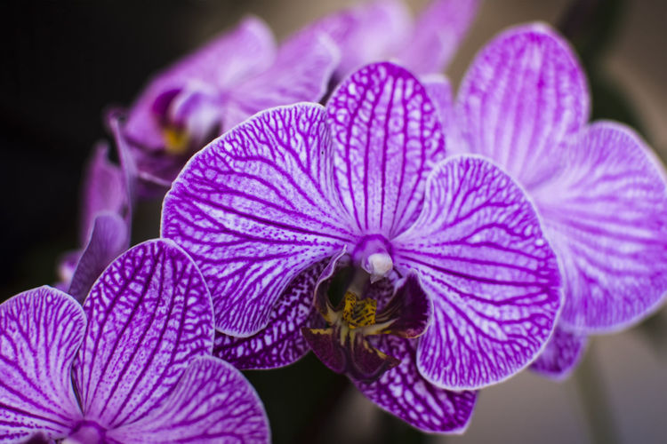 Close up photo of a orchid