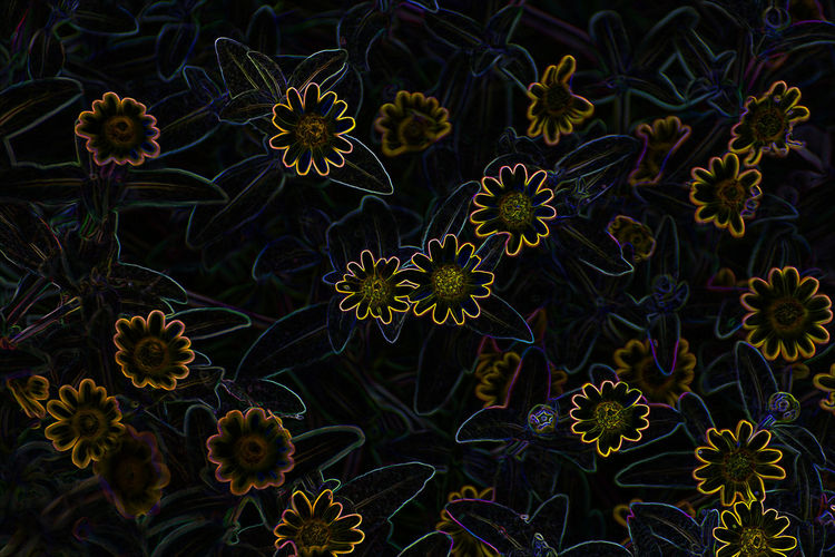 High angle view of flowering plants against black background