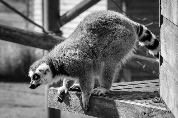 Side view of lemur outdoors