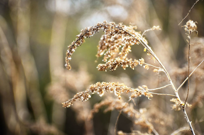 Close-up of dry plant on twig