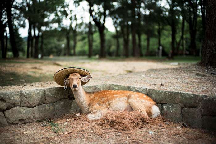 Deer with hat relaxing in forest