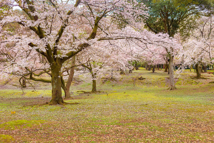 View of cherry blossom trees in sunlight