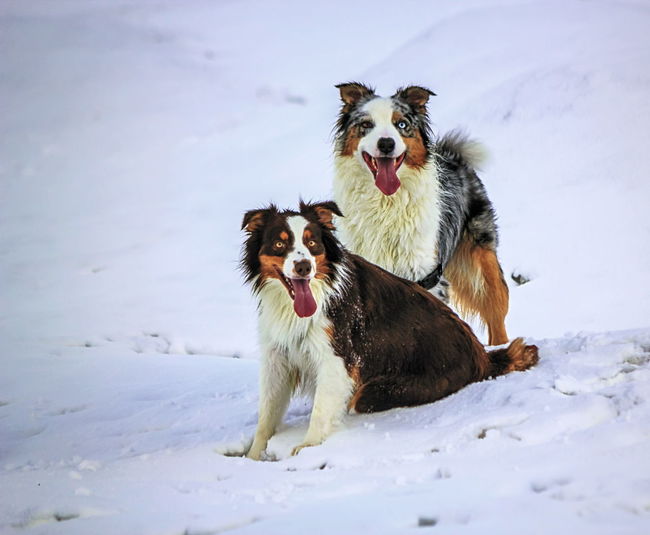 Australian shepherd male and female dogs sitting on the snow tongue out of the mouth