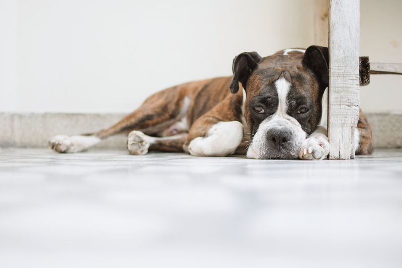 Portrait of dog lying on floor