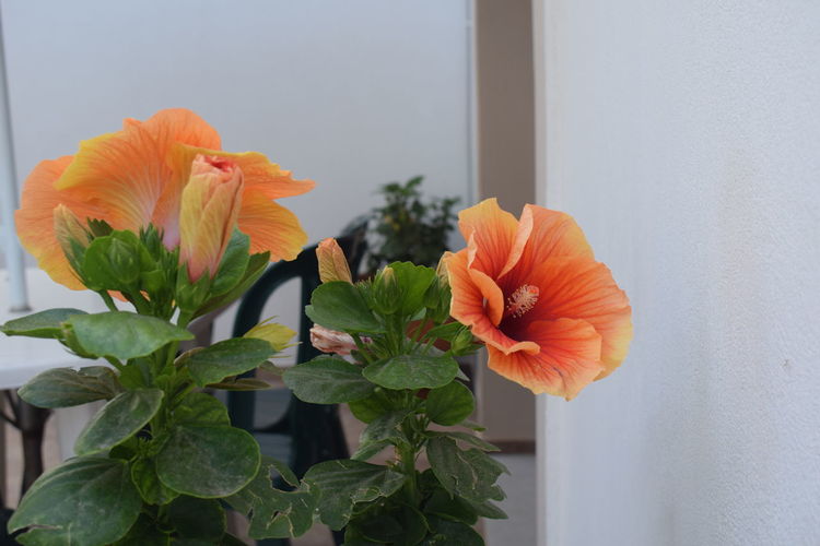 Close-up of orange flower vase against wall at home