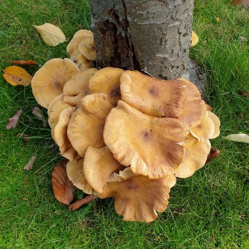 High angle view of mushrooms growing on field