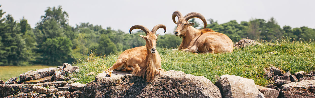 Group of barbary sheep wild goats antelope on rocks on summer day. herd of wild texas aoudad goats 