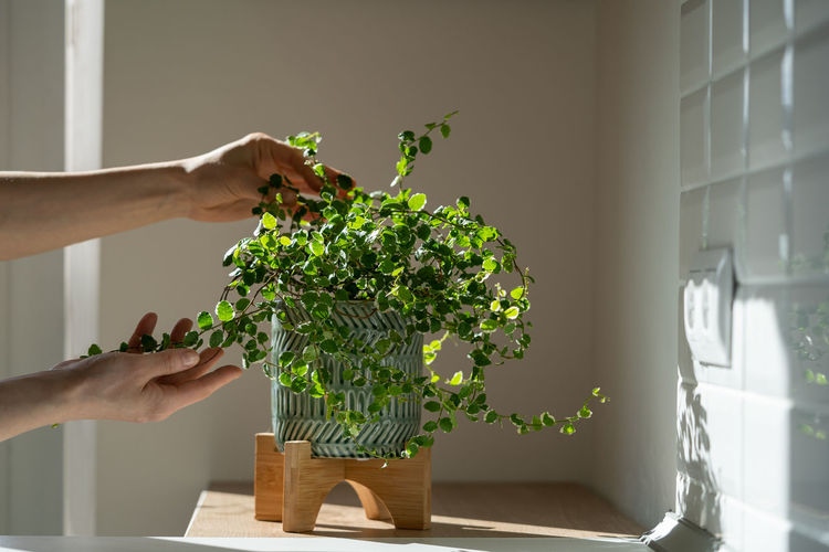 Girl taking care about ficus plant at home, holding houseplant in ceramic pot, touching green leaves