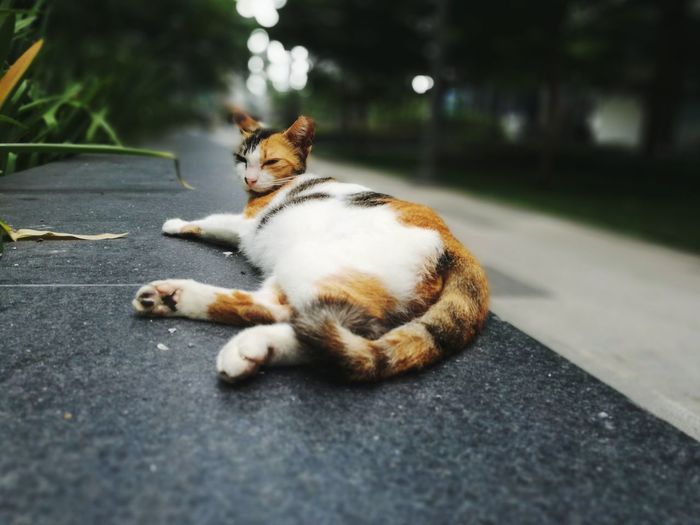 Cat resting on road