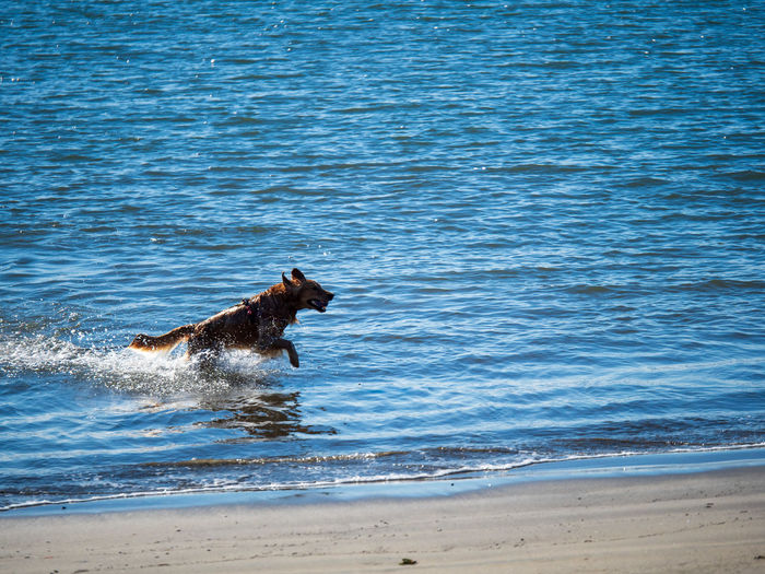 Dog running in the sea