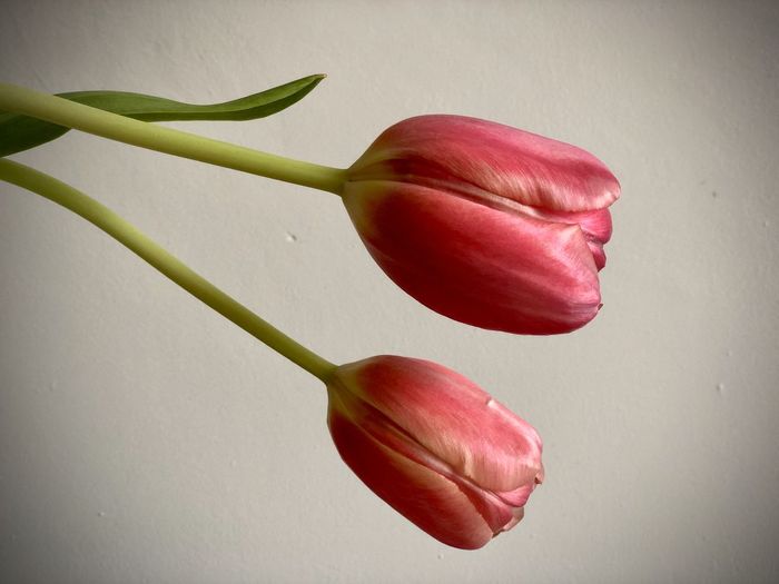 Close-up of red tulip against white background