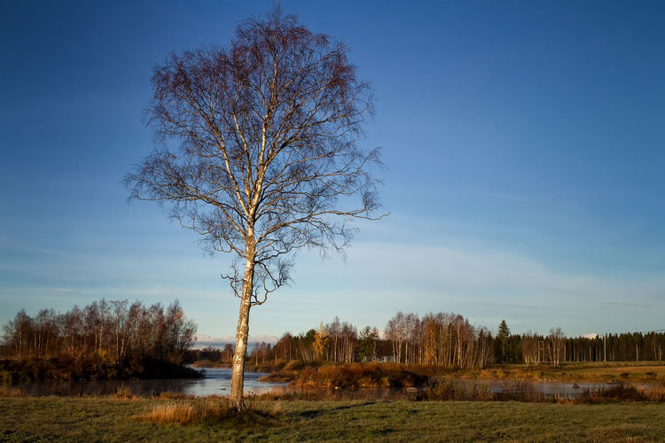 Bare tree on field by lake against sky
