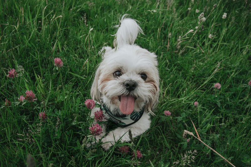 A little white shih tzu sitting in the grass, happy dog