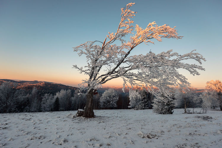 Background of frozen trees on snow covered field against sky during sunset. winter nature scenery.
