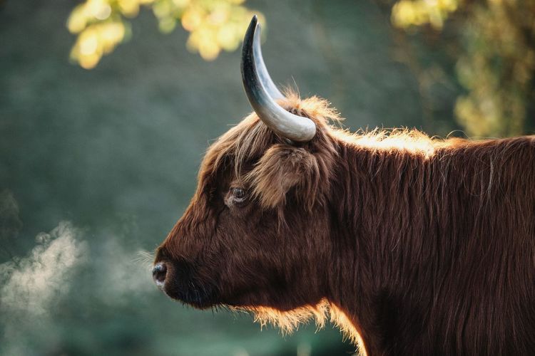 Close-up side view of highland cattle outdoors during sunset