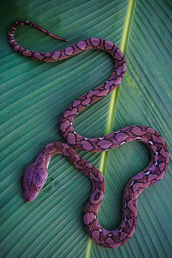 High angle view of snake on green leaves 