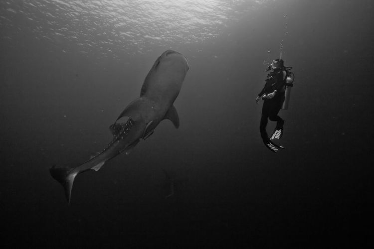 Whale shark with scuba diver in sea
