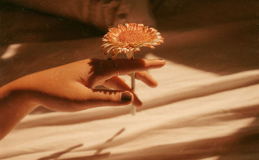 Cropped hand of woman holding flower on bed