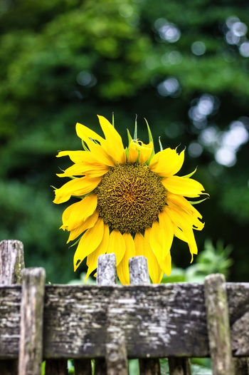 Country side view of a wooden fence against a common sunflower grown in a garden, helianthus annuus