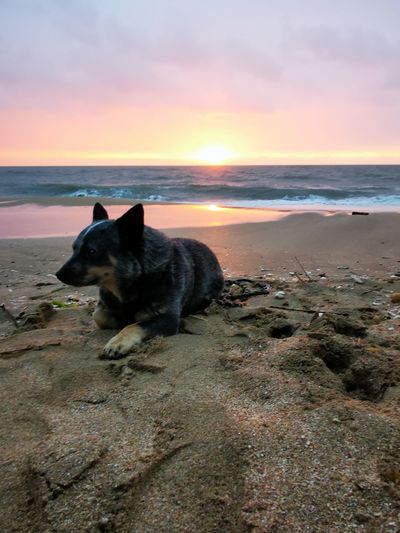 Dog resting on beach against sky during sunset