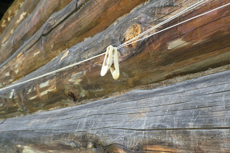 Low angle view of insect on wood
