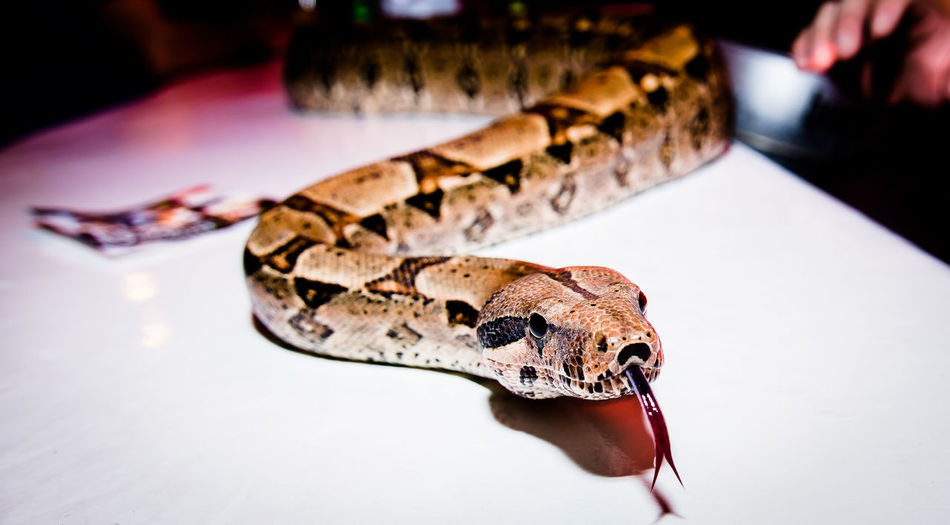 Close-up of snake on white table